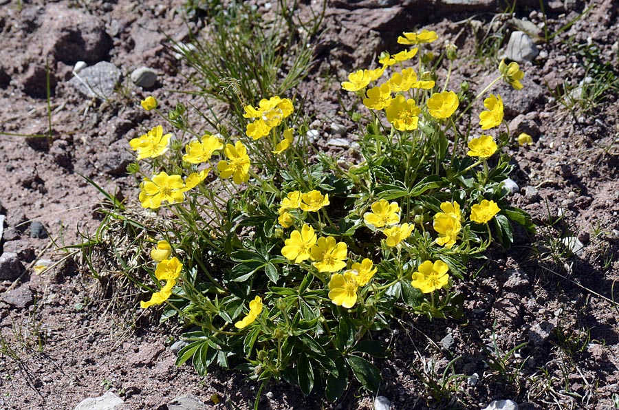 Potentilla aurea / Cinquefoglia fior d''oro